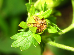 Potentilla supina