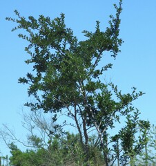 Zanthoxylum capense