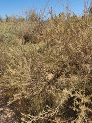 Oedera fruticosa
