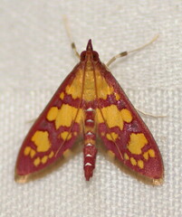 Stenochora lancinalis