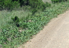 Platycarpha glomerata