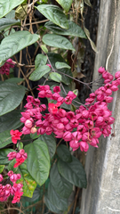 Clerodendrum