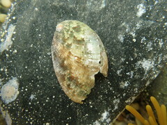 Haliotis virginea
