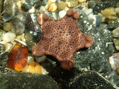 Pentagonaster pulchellus
