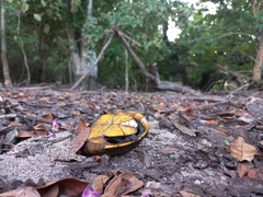 Kinosternon chimalhuaca