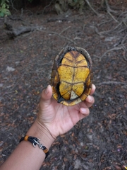 Kinosternon chimalhuaca