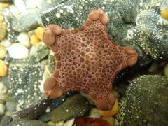 Pentagonaster pulchellus