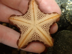 Pentagonaster pulchellus