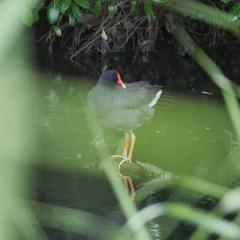 Gallinula tenebrosa tenebrosa