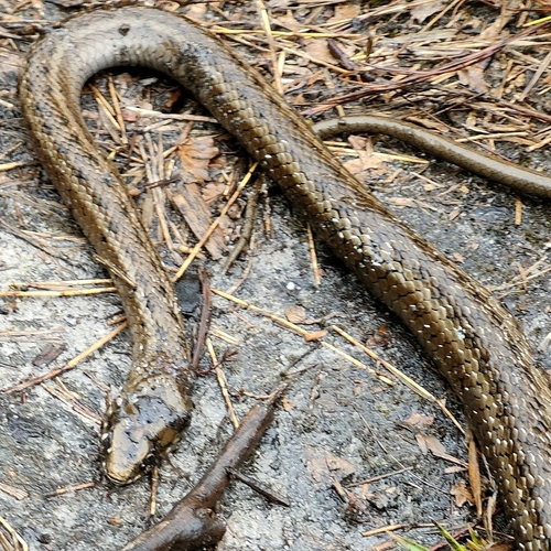 Cape Reed Snake