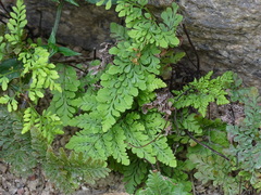 Cheilanthes