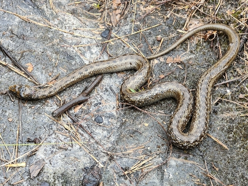 Cape Reed Snake