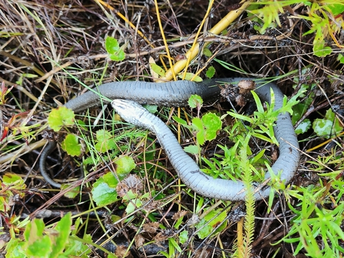 Cape Reed Snake