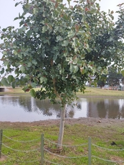 Ficus