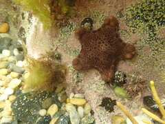 Pentagonaster pulchellus