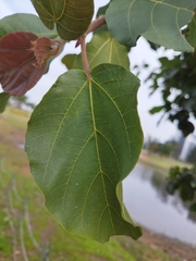 Ficus