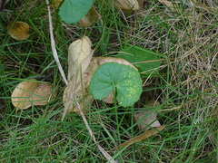 Centella asiatica