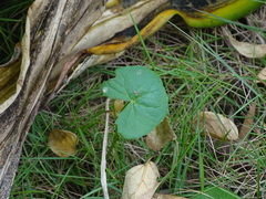 Centella asiatica