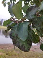 Ficus
