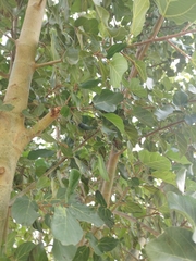 Ficus