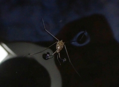 Metrocoris histrio