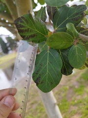 Ficus