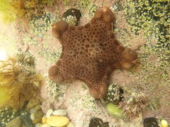 Pentagonaster pulchellus