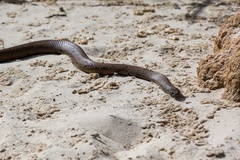 Pseudonaja affinis affinis