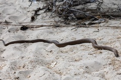 Pseudonaja affinis affinis