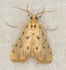 Calamoschoena stictalis