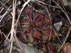 Drosera tokaiensis