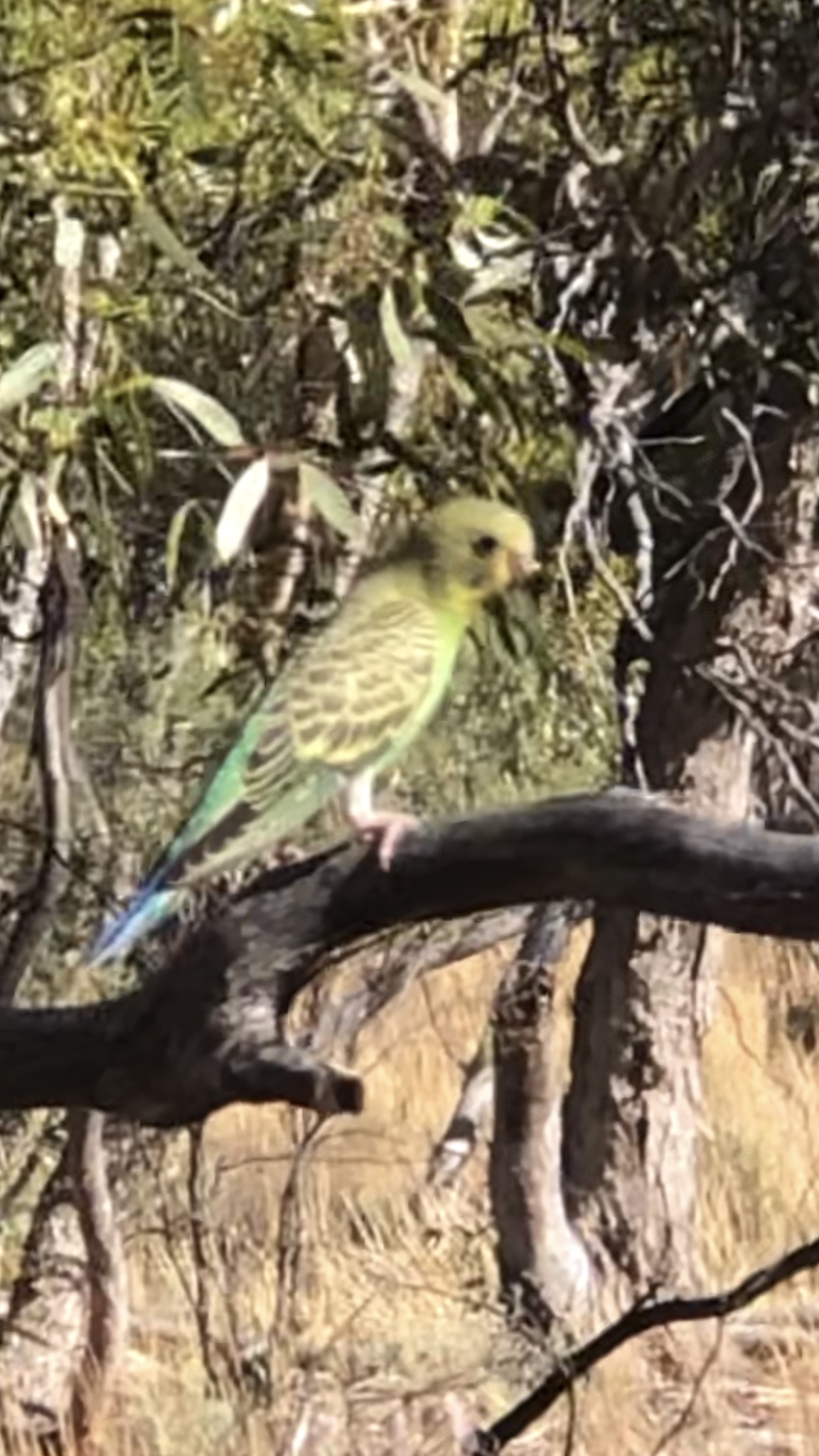 Budgerigar