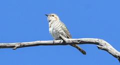 Chrysococcyx basalis