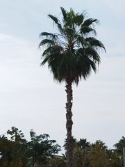 Washingtonia