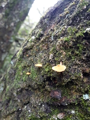 Favolaschia