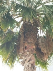 Washingtonia