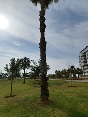 Washingtonia