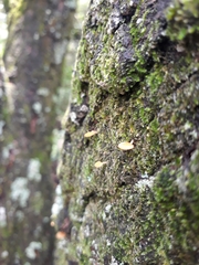 Favolaschia