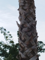 Washingtonia