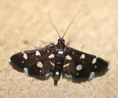 Bocchoris inspersalis