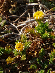 Anthemis secundiramea