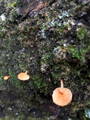 Favolaschia