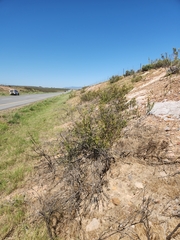 Leucadendron stellare
