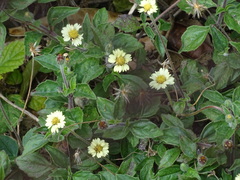 Tridax