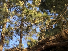 Cyanistes teneriffae