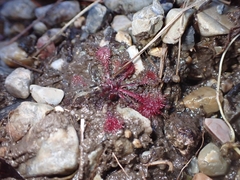 Drosera tokaiensis