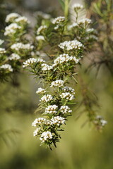 Ozothamnus thyrsoideus