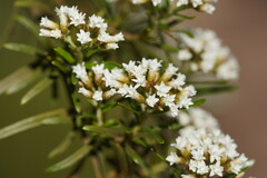 Ozothamnus thyrsoideus