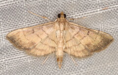 Marasmia trapezalis