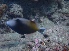 Sufflamen chrysopterum